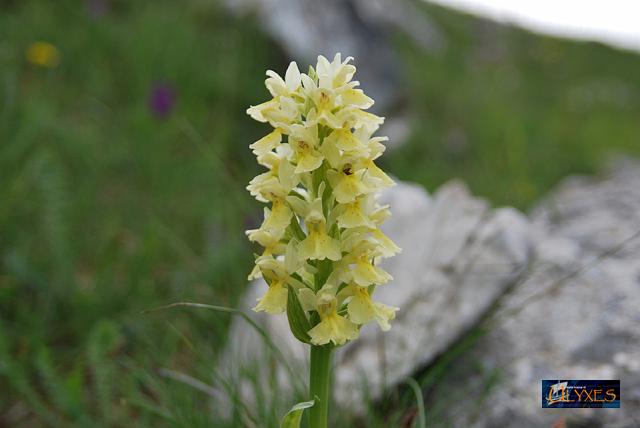 orchis   pauciflora.JPG